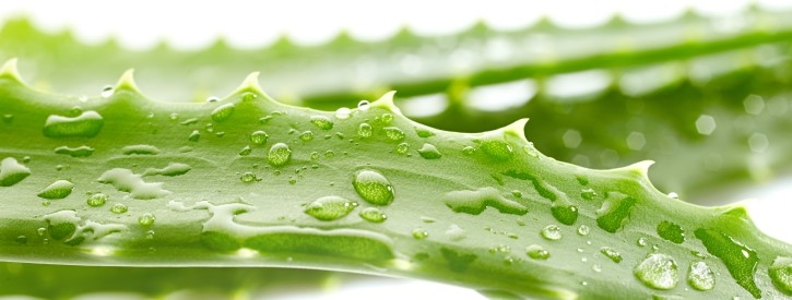 Veranos cálidos, pieles castigadas… ¡Aloe vera!